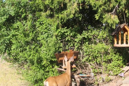 deer licking corn.jpg