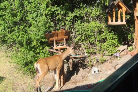 deer slurping birdbath.jpg