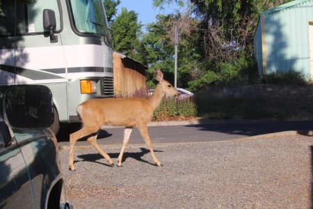 deer strolling by moror home.jpg