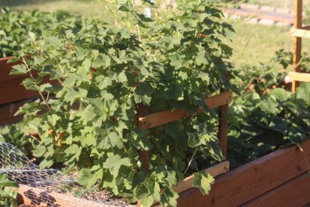 currant bush.jpg