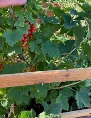 currants.jpg