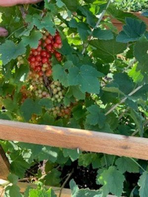 currants.jpg2.jpg