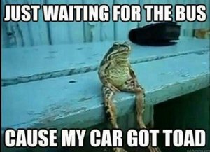 toad.jpg