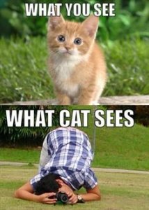 cat-sees.jpg