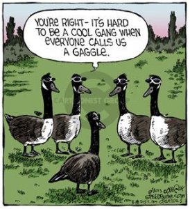 gaggle.jpg