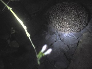 20170815_215457.jpg