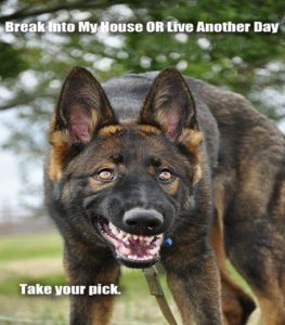 guard-dog.jpg