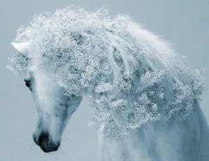 Stylish-horses.-Photographer-Svetlana-Petrova.jpg