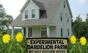 crop Dandilion Farm.jpg