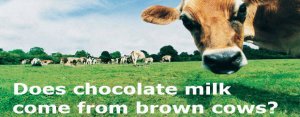 cow.jpg