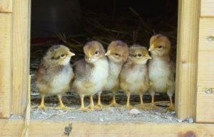 chicks-in-row.jpg