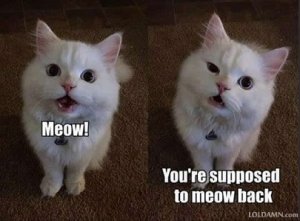 funny-cat-memes-meow.jpg