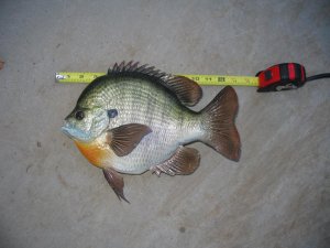 13 inch 3 lb Bluegill.jpg