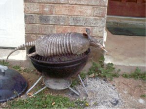 Bar-B-Q.jpg