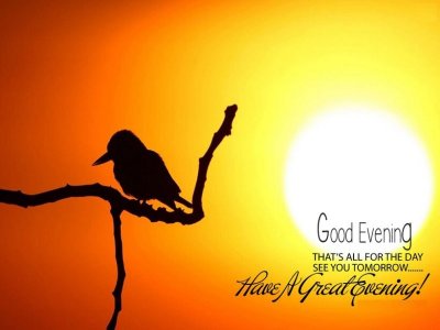 Good-Evening-Bird-Background.jpg