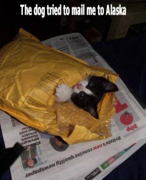 cat joke 8.jpg