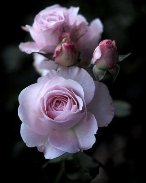 tumblr_0dd446e1be745b801f1fa840e2948ecc_44686a7a_640.jpg