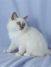 Ruby 007.jpg Ruby 007.jpg