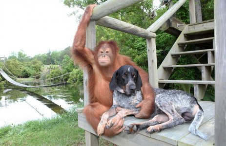 orangutan and dog.jpg