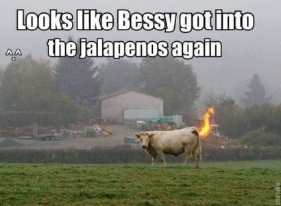 bessie.jpg