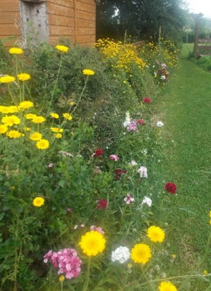 flowers.jpg
