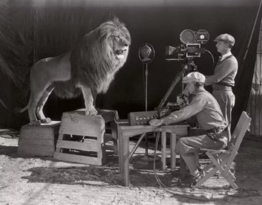 filmingmgmlion.jpg