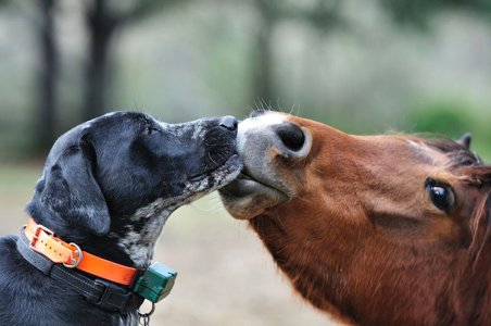 Horse & a Dog.jpg