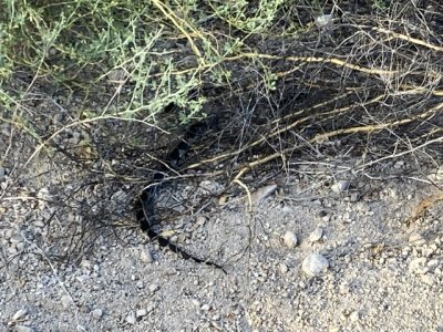IMG_2528.jpeg