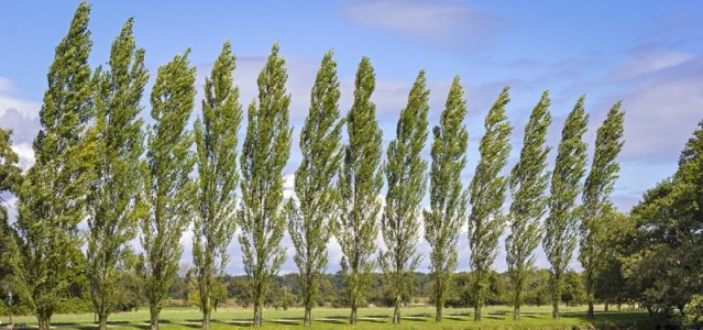 Poplars.jpg