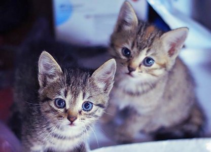 cat kittens 4 fb.jpg