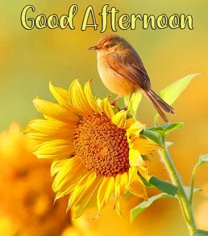 desktop-wallpaper-beautiful-sun-good-afternoon-thumbnail.jpg
