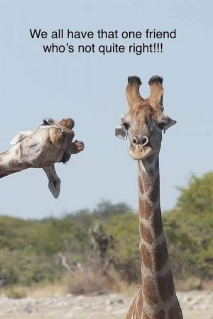 joke meme gir.jpg