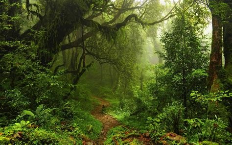 forest path.jpg
