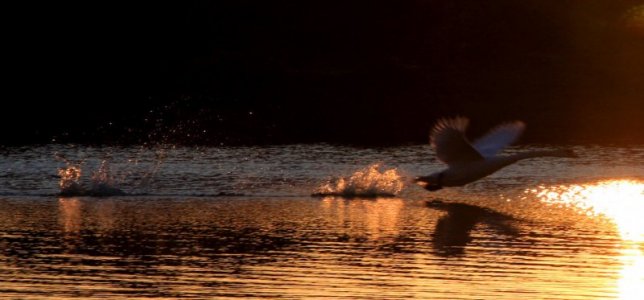 swan lake.jpg