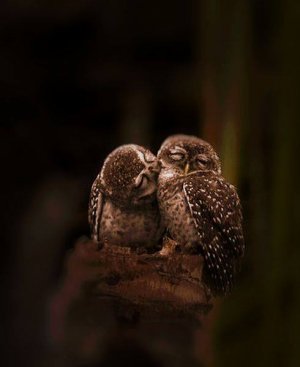 peace owls.jpg