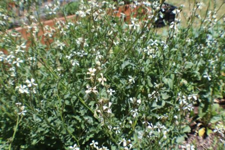 spinach to seed.jpg