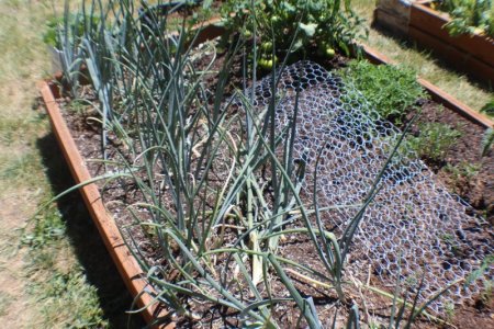 onions.jpg