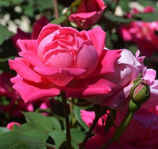 roses peace.jpg