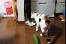 received_592775106364084.gif