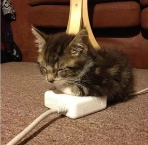 kitten joke.jpg