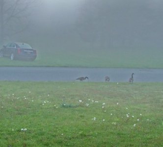 geese.jpg