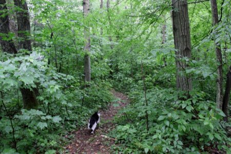 patches_on_path.jpg