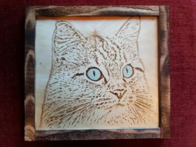Cat with blue eyes.jpg