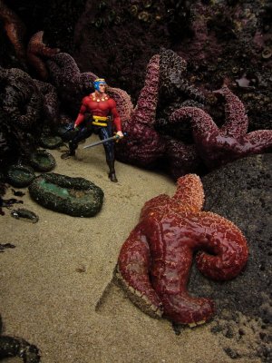 flash n starfish at n-jetty.jpg