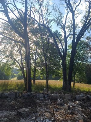 burnt trees.jpg
