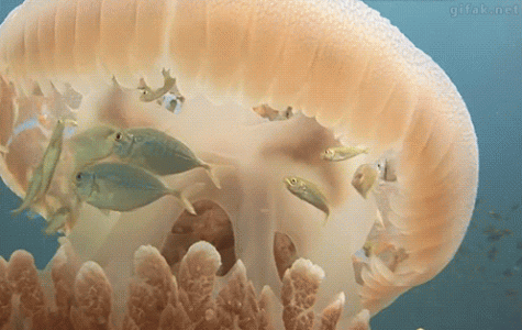 tumblr_dde2ee8913f1a8bc438fee50b02e390f_dfd10b5c_500.gif