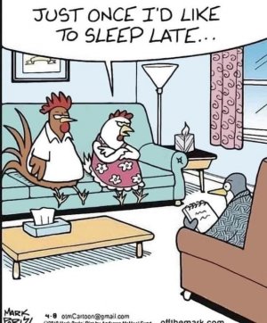 wakeful rooster.jpg