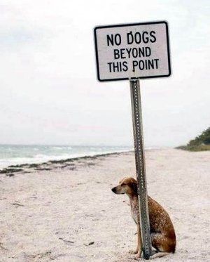 no dogs.jpg