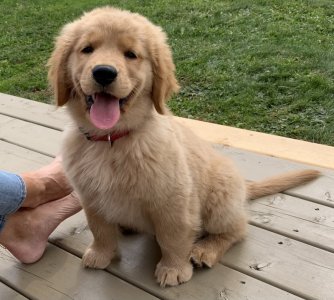 Gracie.jpg Gracie.jpg