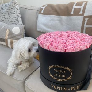 peace flowers and dog.jpg